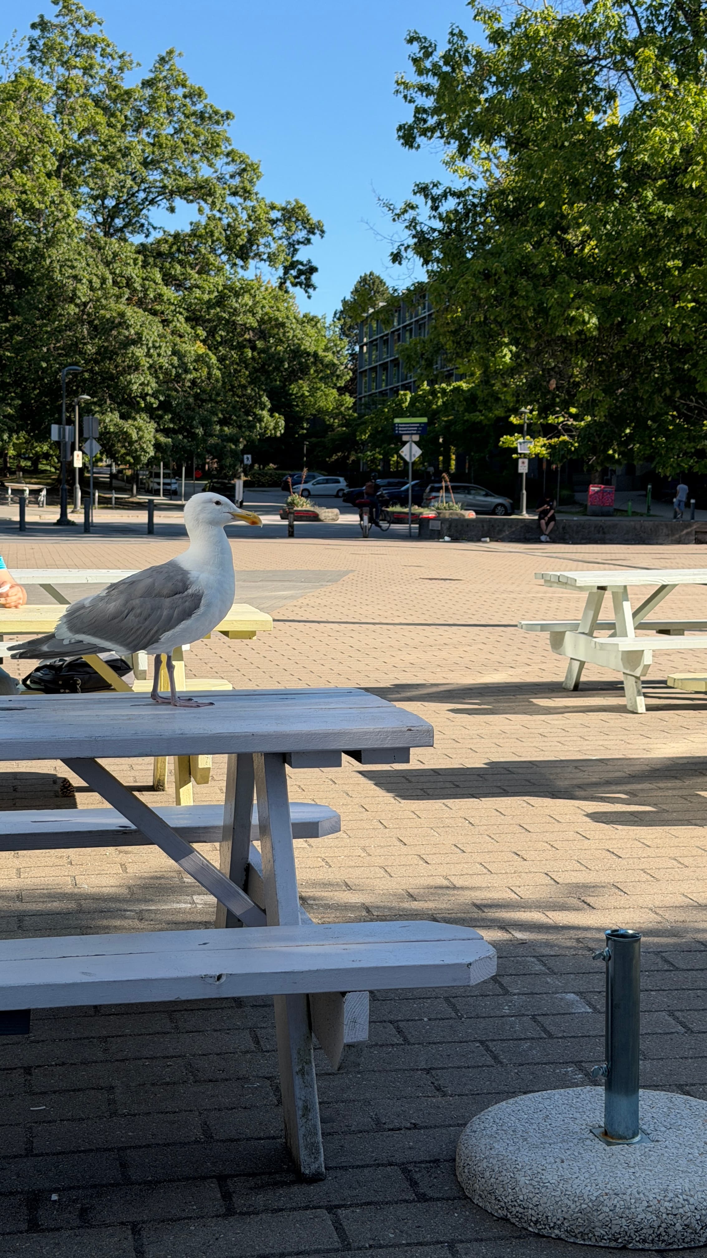 A seagull at an outdoor table on the UBC campus